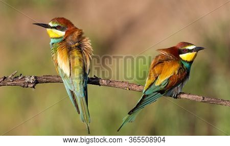 European Bee Eater, Merops Apiaster. A Family Of Beautiful Colored Birds. Two Bee-eater