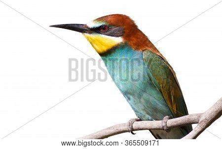 European Bee Eater, Merops Apiaster. Portrait Isolated