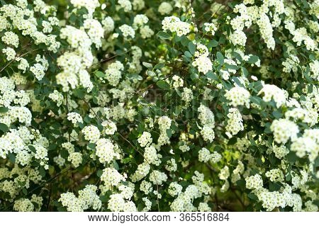 Beautiful Flowering Bush, White Small Flowers. White