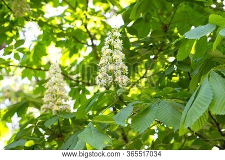 Beautiful Flowers Of Horse Chestnut. Spring Candles Chestnut. Spring Flowers On A Tree.