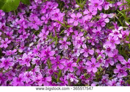 Beautiful Purple Little Flowers Growing On The Ground. Flowers In The Spring.