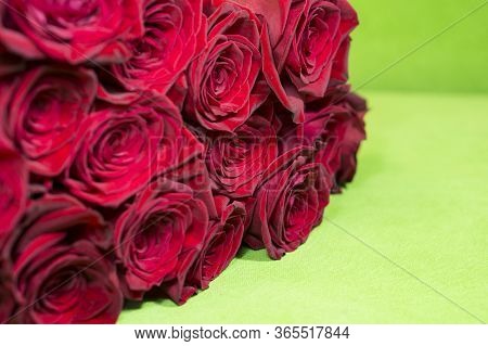 Beautiful Red Roses On A Green Background. Beautiful Rose. Beautiful Bouquet. Red Rose.