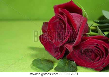 Beautiful Red Roses On A Green Background. Beautiful Rose. Beautiful Bouquet. Red Rose.