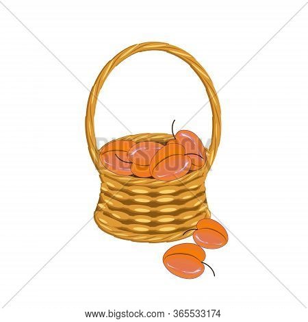Apricot In Basket Wicker With A Vine. Orange Fruit Art Design Elements Object Isolated Stock Vector 