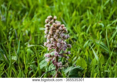 Close-up Of Petasites Hybridus Butterbur In Bloom Among The Green Fields In Recoaro Mille, Vicenza, 