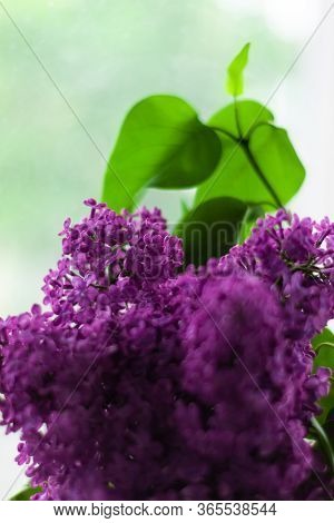 Purple Lilac Flowers With Fresh Green Leaves On Blurred Bokeh Background With Selective Focus. Color