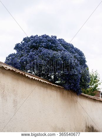 Californian Lilac Ceanothus In A Country Cottage Garden In Rural Devon