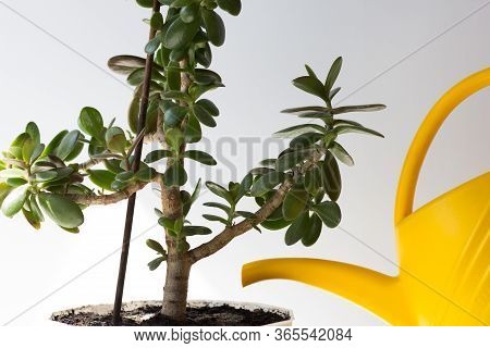 Watering Can Water Soil In Pot With Crassula Ovata On The White Background