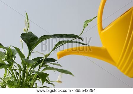 Watering Can Water Soil In Pot With Spatifilum On The White Background