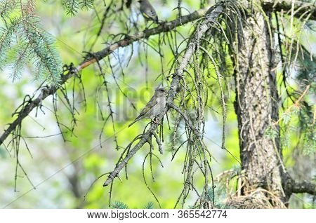 The European Greenfinch, Or Just Greenfinch (carduelis Chloris) Is A Small Passerine Bird In The Fin