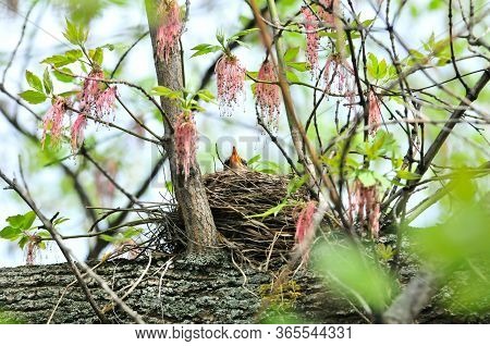 The Bird Hatches Out Eggs In A Nest.the Fieldfare (turdus Pilaris) Is A Member Of The Thrush Family 