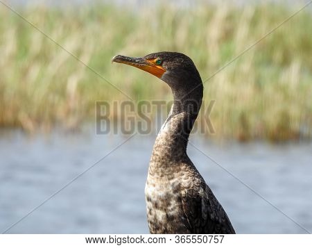 Immature Double Crested Cormorant In The Florida Wetlands