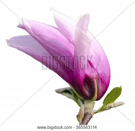 Purple Magnolia Flower Liliiflora On A White Background