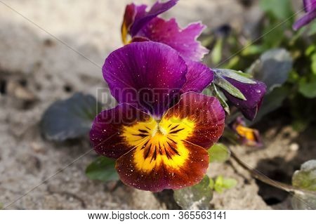 Vittroca Violet Flower In Two Colors, In The Garden