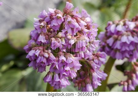 Inflorescence Of A Badan With Dense Small Flowers