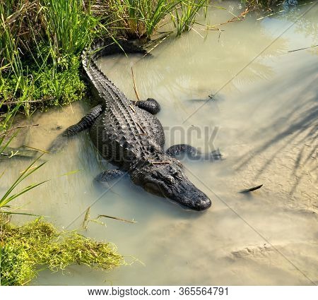 American Alligator, Alligator Mississippiensis, In Muddy Water Near Green Vegetation At The Port Ara