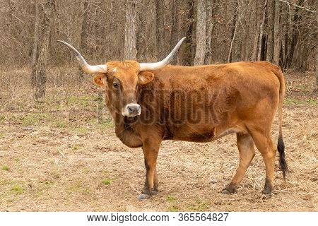 Texas Longhorn Beef Cattle Cow, Bos Taurus, With Typical Long Horns. Brown Bovine Standing Broadside