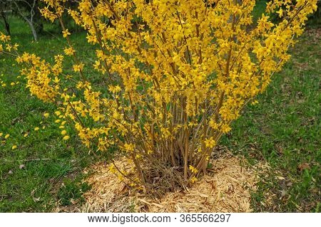 Forsythia Is An Ornamental Deciduous Shrub Of Garden Origin. Forsythia Flowers In Front Of With Gree