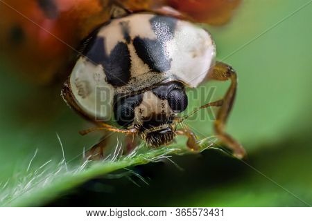 Face Of Ladybug With Black Eyes In Macro