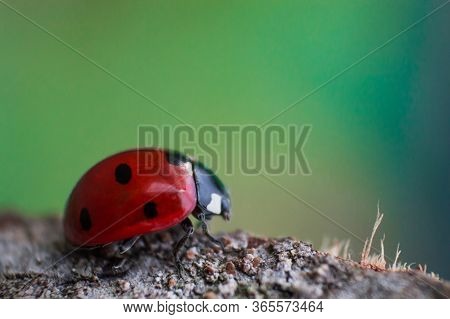 Ladybug With Black Eyes In Macro. Super Macro Photo Of Insects And Bugs. Ladybug On Blurred Backgrou