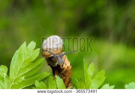 Little Snail In The Sun. Snail In Brown Colors On Green Blurred Background. Concept Photo Of Sunny S
