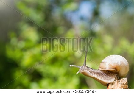 Little Snail In The Sun. Snail In Brown Colors On Green Blurred Background. Concept Photo Of Sunny S