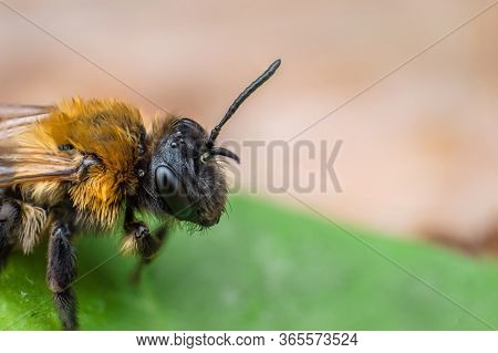 Super Macro Of Earth Bee