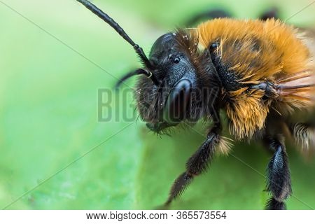 Super Macro Of Earth Bee