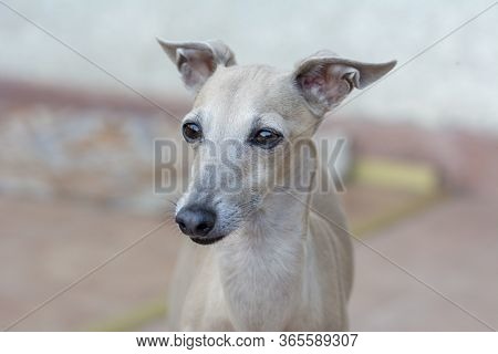 Portrait Of  An Italian Greyhound Up Close