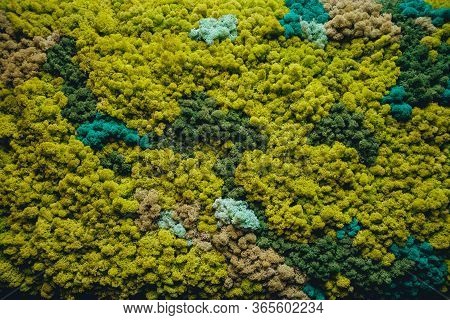 Decorative Wall Of Green Moss. Rustic Background.