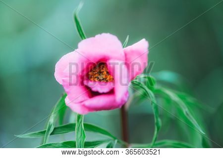 Beautiful Pink Flower Blooms, Maryin Root Medicinal Herbs, Flowers In The Red Book.