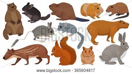 Species Of Rodents Vector Cartoon Set Icon. Isolated Cartoon Set Icon Gnawer.vector Illustration Spe
