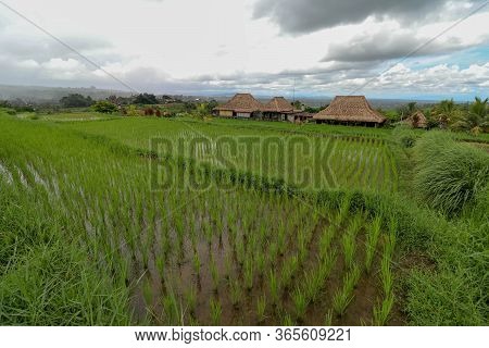 Jatiluwih Rice Terrace, Scenic Area With Verdant, Undulating Rice Terraces, Bali, Indonesia. Beautif