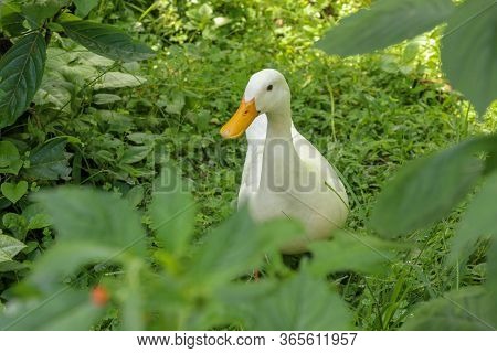 White Runner Duck In A Green Paddy Field Or At A Meadow. White D