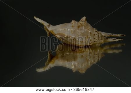 Small Seasnail Shell, Broken By The Sea