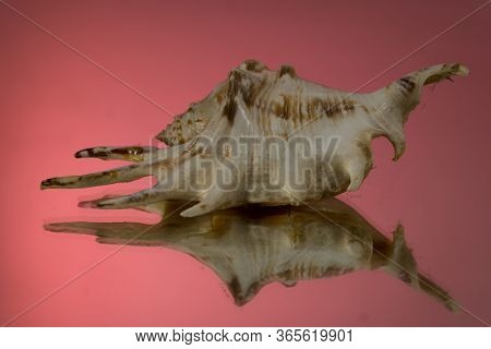 Small Seasnail Shell, Broken By The Sea. Red Mirror Background