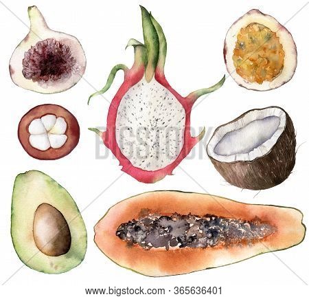 Set Of Watercolor Tropical Fruits. Hand Painted Avocado, Coconut, Dragon Fruit, Fig, Mangostana, Pas