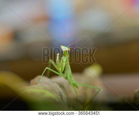 Grasshoper Is Called Praying Mantis Taken In Bali's Rice Field
