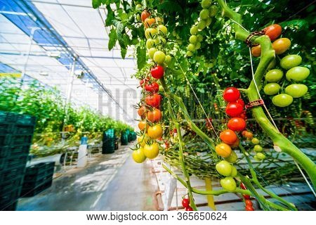 Beautiful Red Ripe Tomatoes Grown In A Greenhouse.