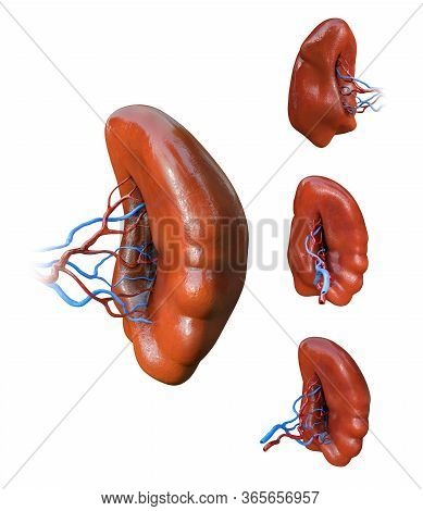 Spleen Anatomy, Human Internal Organs, Spleen Milt Anatomy Icons Set, 3d Illustration,