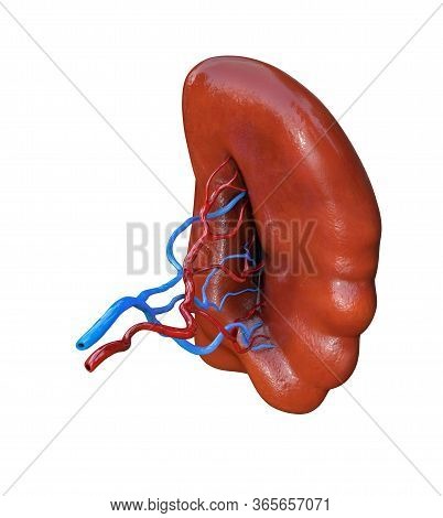 Human Spleen Isolated On White Background, 3d Illustration