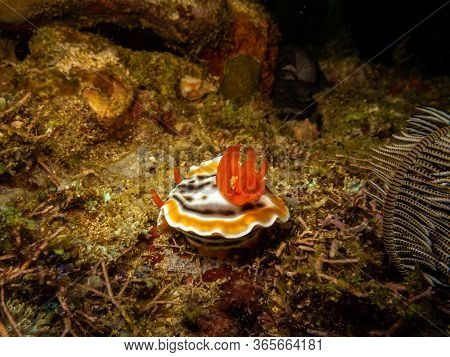 Nudibranch Chromodoris Magnifica At A Puerto Galera Reef In The Philippines. These Reefs Are So Heal