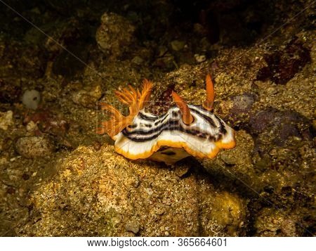 Nudibranch Chromodoris Magnifica At A Puerto Galera Reef In The Philippines. These Reefs Are So Heal