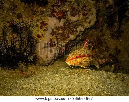 Healthy Reef In The Center Of The Coral Triangle. Picture From Puerto Galera The Philippines