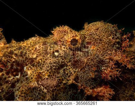 Closeup Shot Of A Scorpionfish Found At A Puert Galera Wreck Dive In The Philippines.