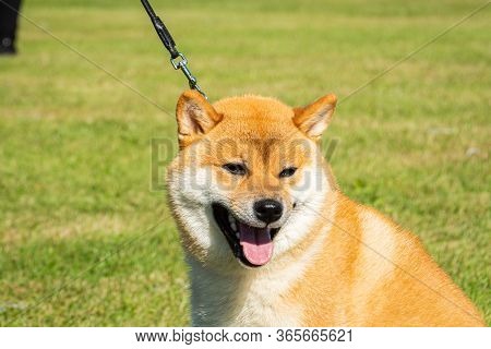 Happy Dog In Leash Enjoys The Swedish Summer