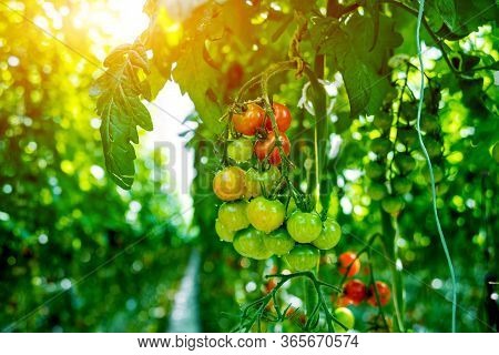Beautiful Green Tomatoes Grown In A Greenhouse.