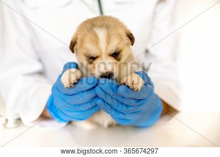 Cute Puppy On Hands At A Vet.care For A Pet. Little Red Dog On A White Background.