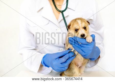 Cute Puppy On Hands At A Vet.care For A Pet. Little Red Dog On A White Background.