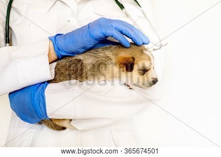 Cute Puppy On Hands At A Vet.care For A Pet. Little Red Dog On A White Background.
